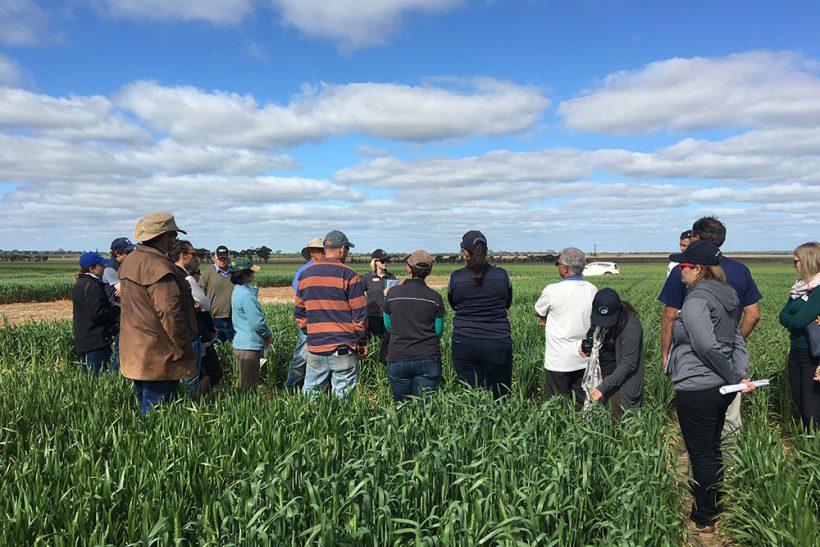 Wheatbelt farmers fund independent R&D